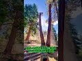 extreme tree cutting skills you must see #treefelling #logging #skills