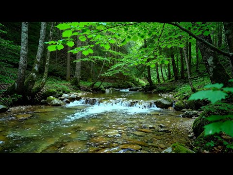Calming Forest Ambience River Flowing, Birds Chirping in Hidden Forest for Deep Rest, Medicine ASMR