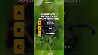 Guess The Insect With A Social Hierarchy?