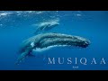 Capture de la vidéo Kamal ⋄ Reiki Whale Dreaming ⋄ Meditative Journey To The Soul Of The Earth