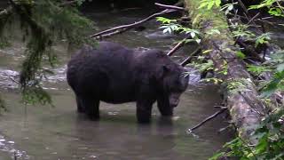 Alaska Fall Bear Hunt with Southeast Alaska Guiding