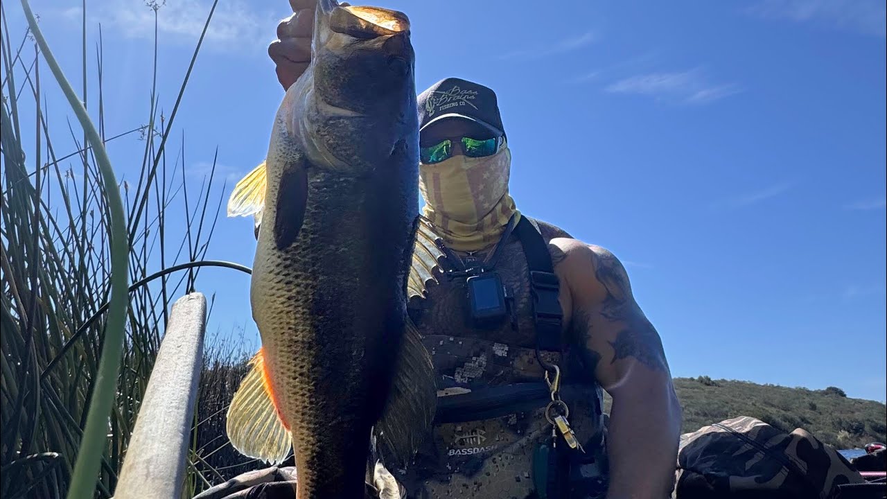 Swimbait Fishing on the Float Tube! DRT Tiny Klash & G-Flag 150 in Action!