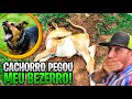 O CACHORRO COMEU MEU BEZERRO