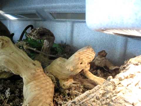 scorpion mortal kombat Black Tree Monitor Feeding