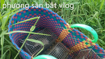 đặt chuột cống nhum những ngày mưa bão và cái kết .......