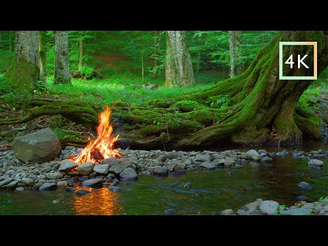4 h - Campfire by the river next to ancient roots | Authentic nature | Relaxing video | [4K]