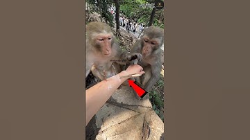 Monkey Solves the Puzzle Like a Pro!😳 #shortvideo