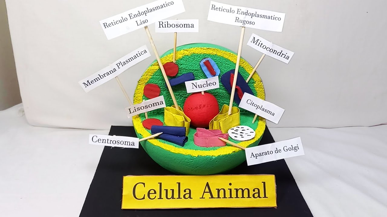 MAQUETA de la CELULA ANIMAL muy FACIL y RAPIDA de HACER en CASA - CELULA ANIMAL CASERA | MAQUETA