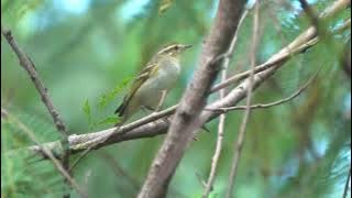 Yellow-browed Warbler's call