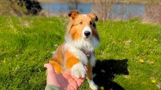 Sunny Pond Walk with Miley ☀️ | Ball Play, Peaceful Moments &amp; Happy Tails