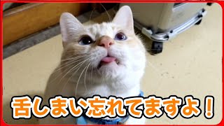 【舌しまい忘れ】猫のこんな仕草がたまらなく可愛い。20251216、カラス＆四つ足クインテット（仮）