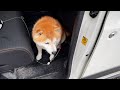 ドアが開くと、おそるおそる外の天気を確認する柴犬
