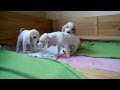 Porcelaine puppies 4 weeks の動画、YouTube動画。