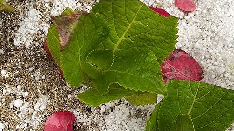 HYDRANGEA PROPAGATION UPDATE
