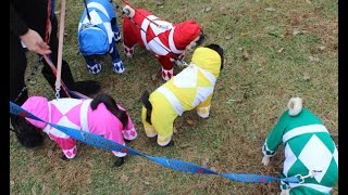 Mighty Morphin Pug Power Rangers at Howl-o-Ween Mighty Morphin Pug Power Rangers at Howl-o-Ween