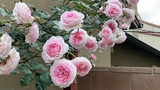 Breath Taking David Austin Rose James Galway Rose 2nd your 1st flush #rose #davidaustinroses