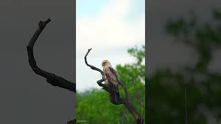 Download Lagu Brahminy Kite (Haliastur indus) | Sony A1 M2 + Sony FE 400–800 mm F6.3–8 G OSS + Sony FE 1.4x TC MP3