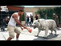 Franklin Tries To Catch The New Rare White Tiger In Gta 5 ! (GTA 5 mods)