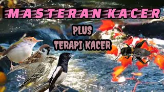 Download Lagu MASTERAN KACER||terapi kacer full isian mewah MP3