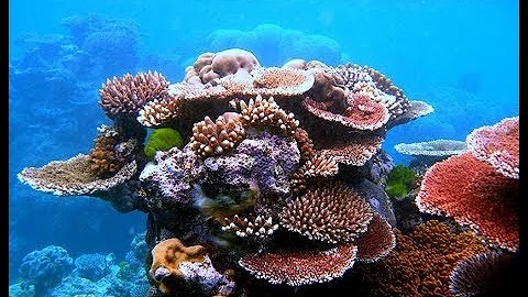 Para que serve os arrecifes?