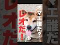 知らない柴犬！オマエは誰だ？#柴犬さん #柴犬 #柴犬レオ #柴犬大好き