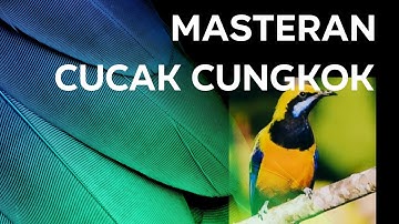 MASTERAN CUCAK CUNGKOK – SUARA JERNIH & TEMBAKAN RAPAT, COCOK UNTUK MURAI BATU & BURUNG FIGHTER!