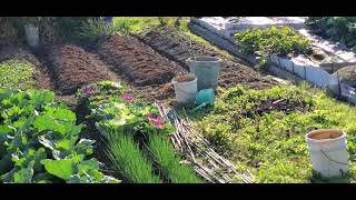 : Vegetables Gardens in Japan ( Backyard  Vegetables )
