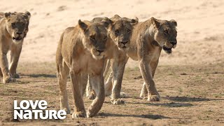 FemaleLed Lion Pride Goes Head to Head with Rival Males | Love Nature