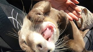 I collected videos of Aty talking 'Nyam-Nyam' [Otter life Day 209]【カワウソアティとにゃん先輩】