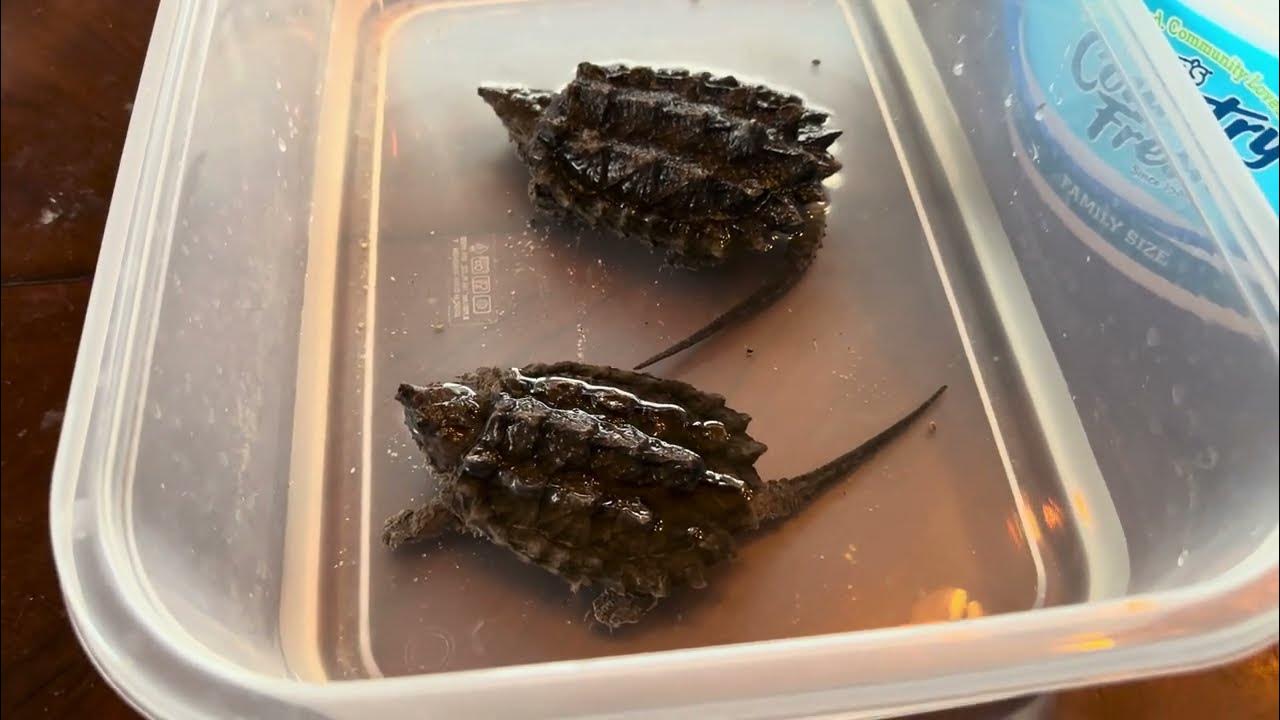 Alligator and common snapping turtle monthly weight check. #turtle