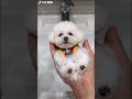 chacha X Bath #cute #bichon #pets  #funny #youtubeshorts  #toys #cutedog #animals #dog #youtube