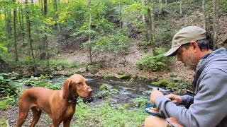 National Forest overlanding with my Vizsla! by Forest Adventures with Scott 95 views 7 days ago 17 minutes