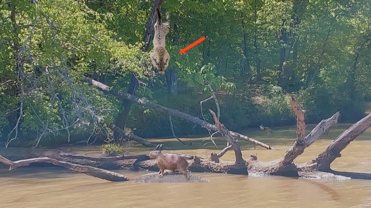 Зверь убивающий одним прыжком. Ягуар в действии !!!