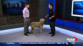 How to teach your dog to come when called - Halifax Global Morning News by Jollytails 1,955 views 8 years ago 5 minutes, 21 seconds