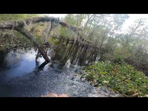 Video still: Tree Trimming