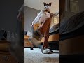 gonna be posting more therian content!