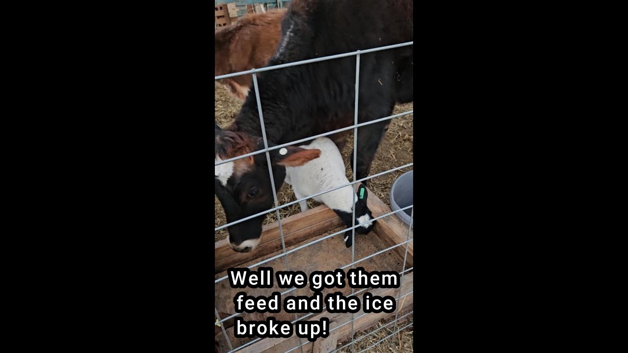 We got them feed and ice broke out finally so we can get ready for hay! 