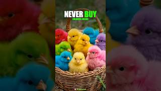 Never buy colorful chicks #trendingfacts #facts #amazingfacfs #animals