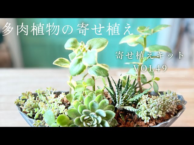 Succulent Plant Arrangement VOL49 - YouTube
