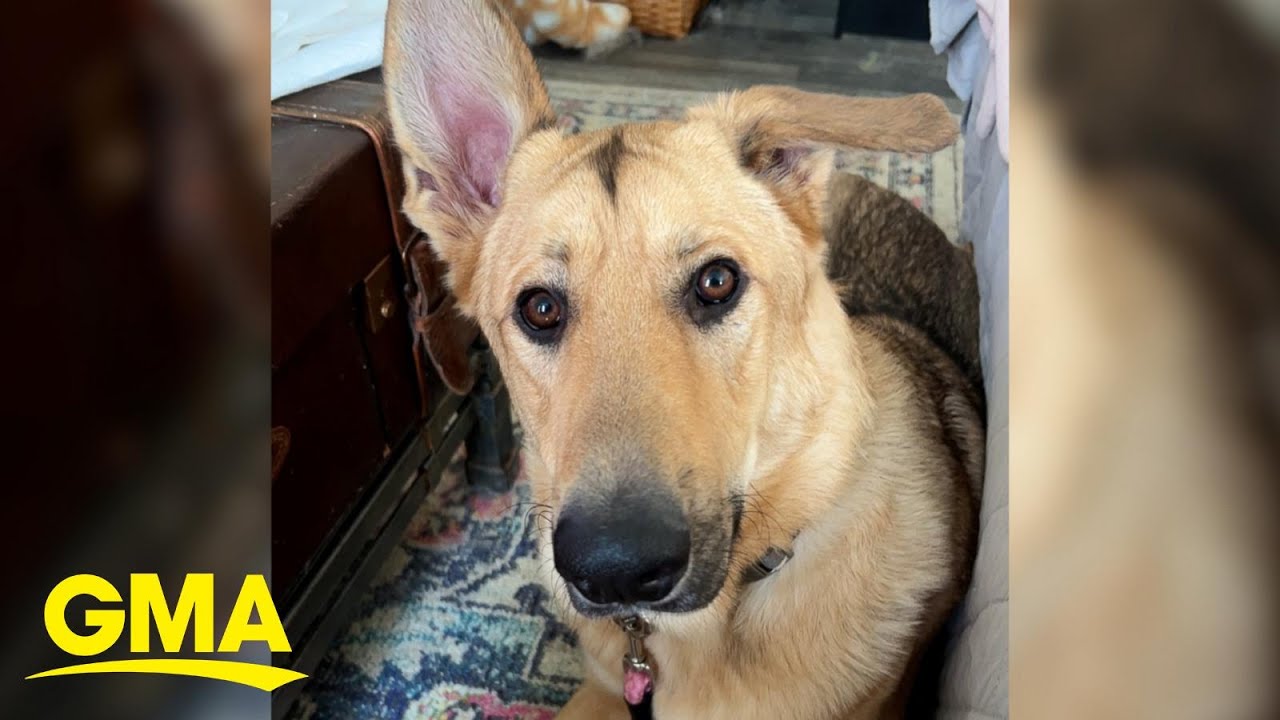 Dog who survived gunshot to the head gets adopted YouTube