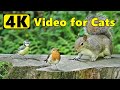 Videos For Cats To Watch 4K Birds Ands Squirrels Bonanza 10 HOURS Of Cat TV 