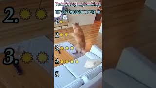 The dog got absolutely terrified while watching TV😂#funny #funnyvideo #fyp #foryou #dog #interesting