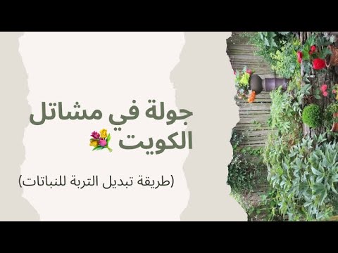 جولة في مشاتل الكويت طريقة تبديل التربة للنباتات