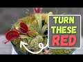 How to make venus flytraps turn red indoors  outdoors update 2024