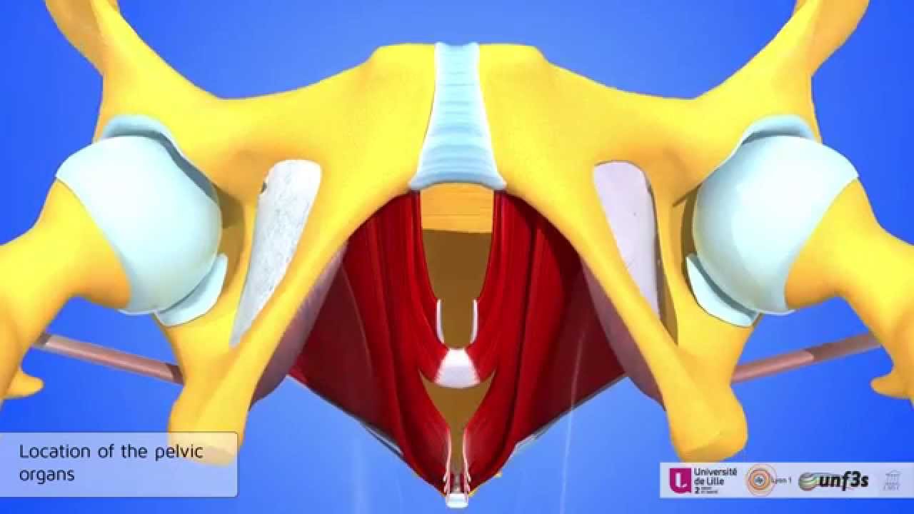 The muscles of the inner walls of the pelvic cavity