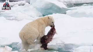 15 Brutal Moments When Bears Hunt Mercilessly Part 2| Animal Fight!