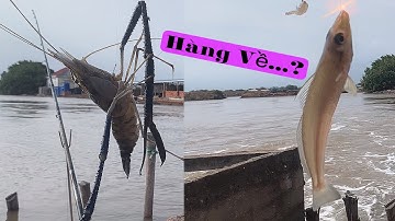 Câu Đầm. May Mắn, Chúng Bầy Bống Đục HuGô…😋