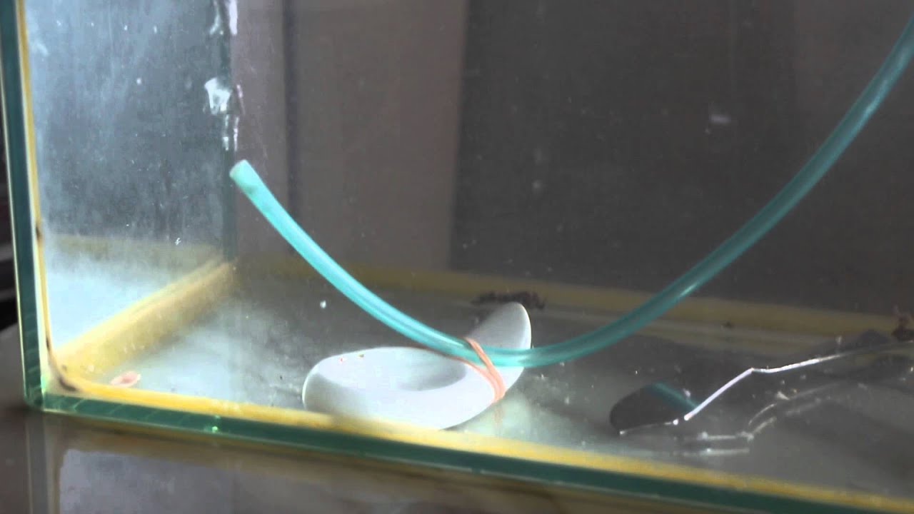 Yellowfin Seabream dancing To Credit Card Debt Song YouTube
