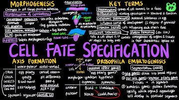 Cell Fate Specification | Animal Physiology 13 | Biology | PP Notes | Campbell Biology 8E Ch. 47