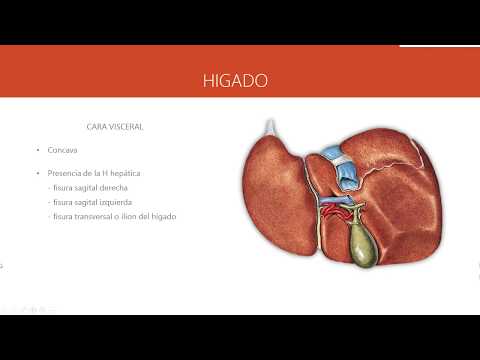 HIGADO, VÍAS BILIARES, FORMACIÓN DEL COLÉDOCO, IRRIGACIÓN, DRENAJE VENOSO E INERVACIÓN